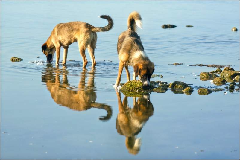 Dogs in lake
